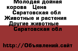 Молодая дойная корова › Цена ­ 38 000 - Саратовская обл. Животные и растения » Другие животные   . Саратовская обл.